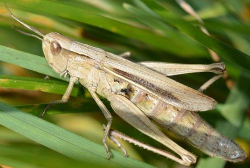 Chorthippus albomarginatus albomarginatus